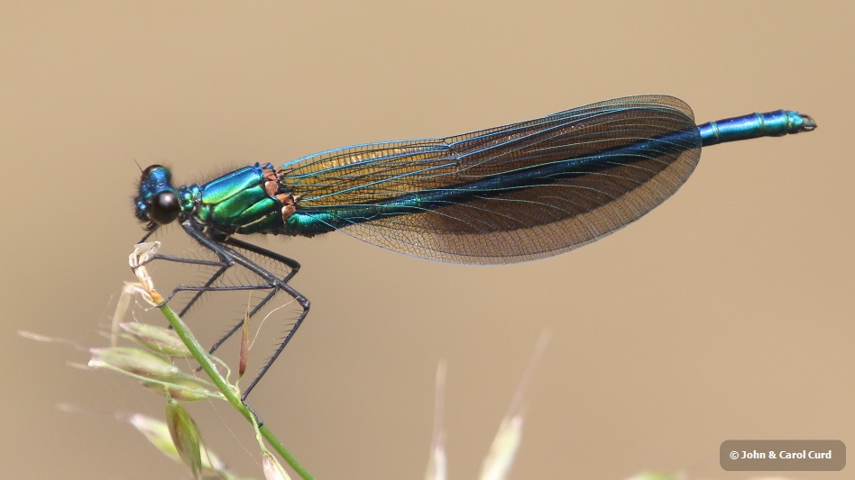 J18_0929 Calopteryx xanthostoma imm male.JPG